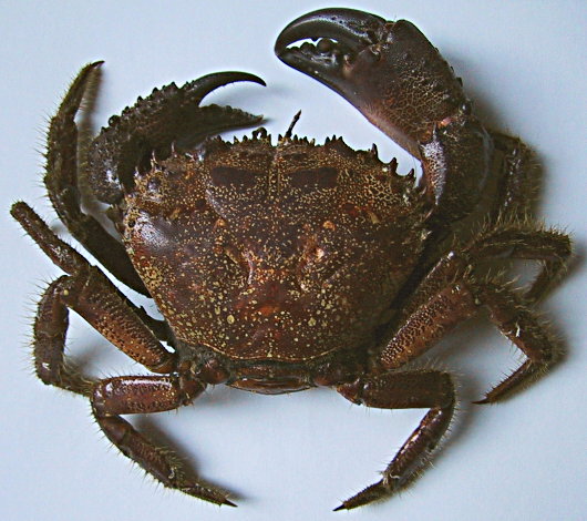 Eriphia verrucosa