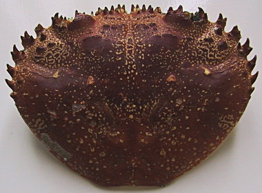 carapace di E. verrucosa